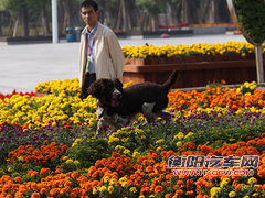 广汽 传祺