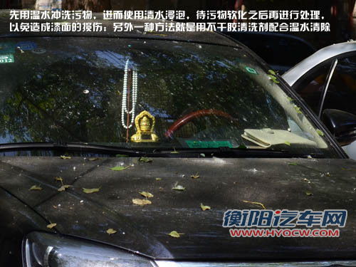 五月槐花香 爱车树下“纳凉”需注意什么