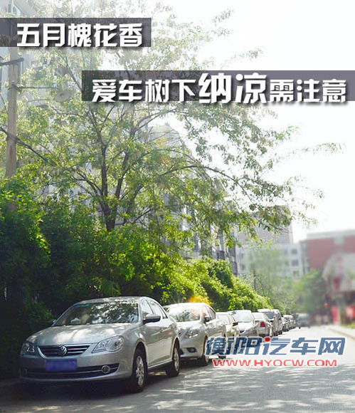 五月槐花香 爱车树下“纳凉”需注意什么