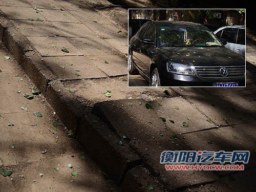 五月槐花香 爱车树下“纳凉”需注意什么